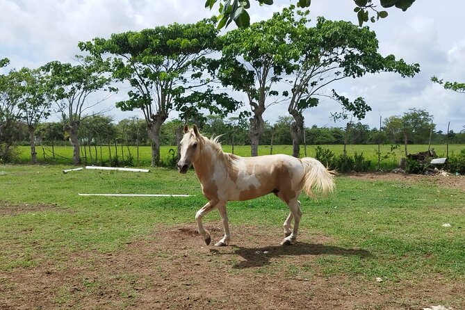 2-Hour Horseback Riding Tour at Sunset from Punta Cana - Watching the sun go down from horseback