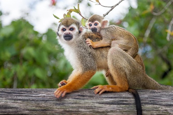 Adventure Bundle: Monkeyland, Ziplines & Buggies Punta Cana - Monkeyland and the Squirrel Monkeys