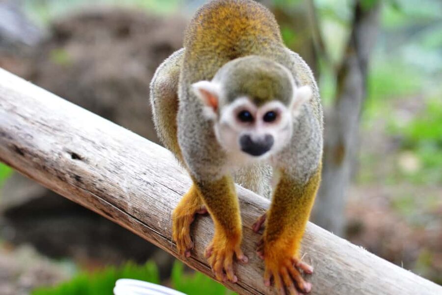 Bayahibe/La Romana: 4x4 Buggy and Monkeyland Tour - The Day Starts With a Long Ride From Your Hotel