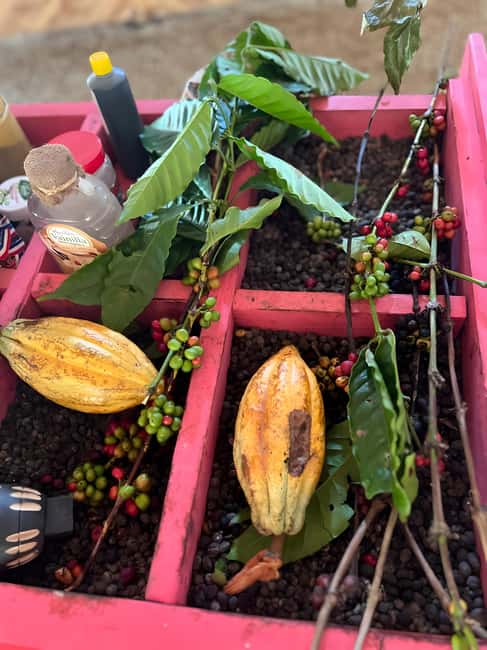 Buggy Tour in Punta Cana: Mamajuana - Coffee - Swimming in Cenote and Macao Beach - Key Points to Know Before Booking