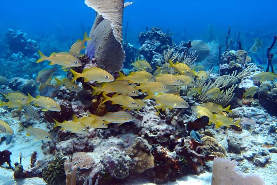 Catalina Island Full-Day Snorkeling + Lunch from Punta Cana - Catalina Island beach time and lunch