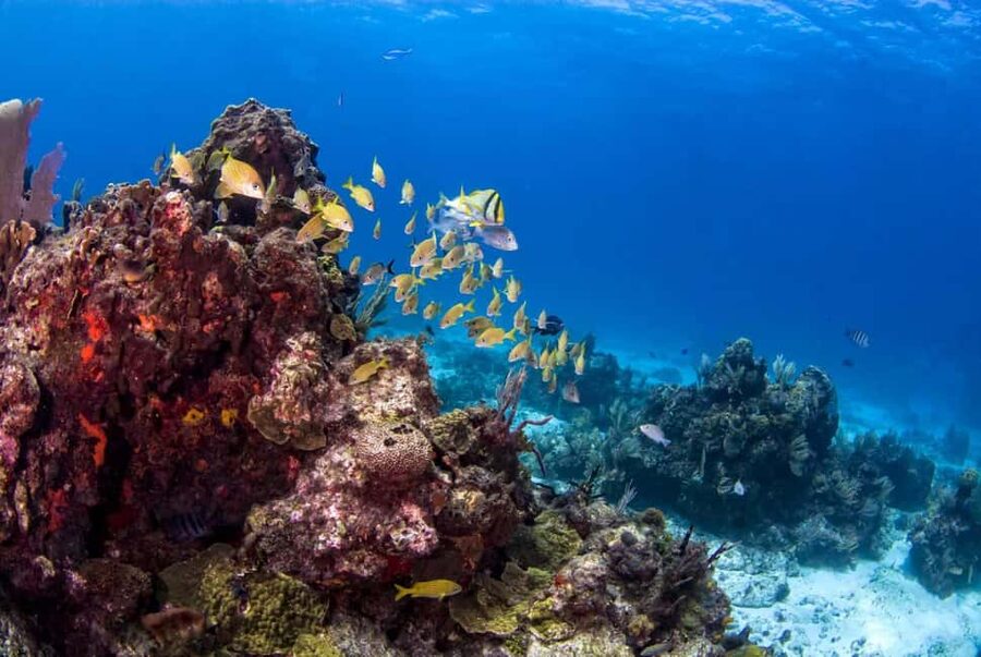 Catalina Island Full-Day Snorkeling + Lunch from Punta Cana - Who should choose this Catalina Island day