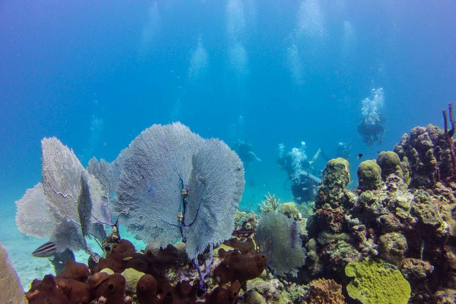 Catalina Island Scuba Diving Tour from Punta Cana - The Aquarium: a second look at Catalina’s marine life