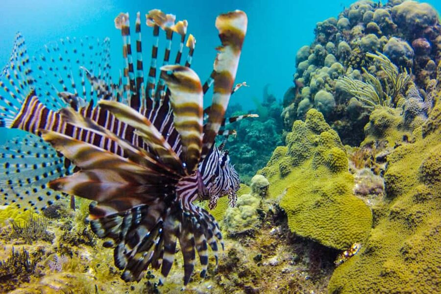 Catalina Island Scuba Diving Tour from Punta Cana - Four hours on a private Catalina beach