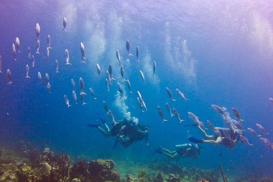 Catalina Island Scuba Diving Tour from Punta Cana - BBQ lunch, drinks, and what the price includes
