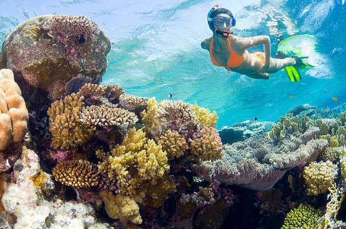 Catalina Island Snorkel Excursion from Punta Cana - Snorkeling The Wall