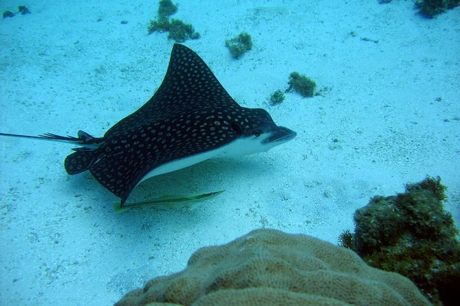 Catalina Island - Snorkeling tour on a luxury catamaran - The return through Casa de Campo and the Chavón River