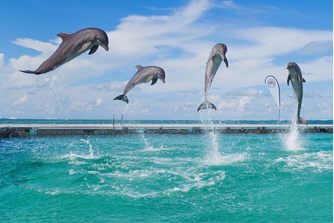 Catamaran Party in Punta Cana with Unlimited Drinks - The first coastal stop: distant dolphin viewing