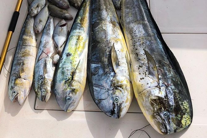 Deep Sea Fishing Tour - Where this tour earns its strongest praise