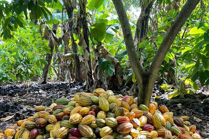 Discover Dominican life - Coffee, cocoa, and coconut oil at the workshop