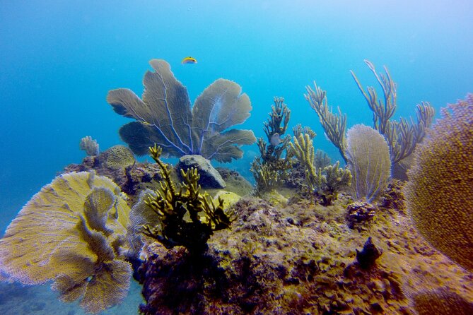 Discover Scuba Diving - DSD - Why the small group limit matters