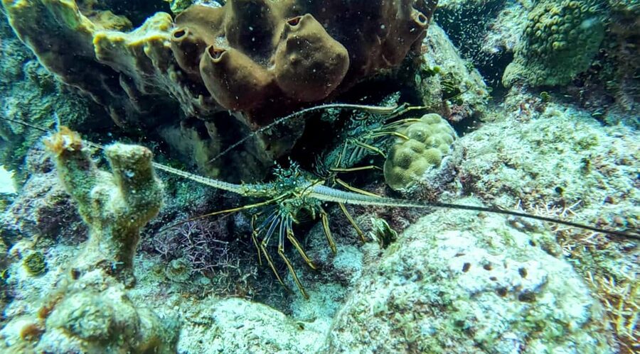 diving without a license catalina island from punta cana - The Wall, Catalina’s coral drop-off