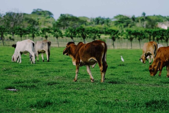 Dominican Republic Cultural Country Safari Tour from Punta Cana - What the $60 price really covers