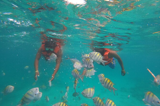 Explore Catalina Island & Snorkeling Adventure from Punta Cana - Who will enjoy this Catalina Island day
