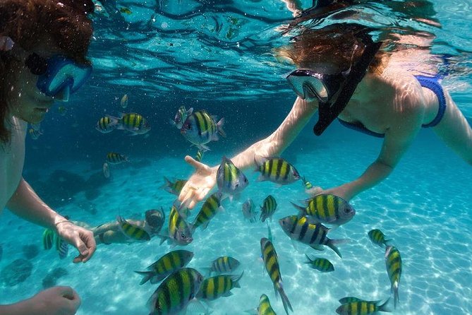 Family Snorkeling Adventure Punta Cana - Guides who make the biggest difference