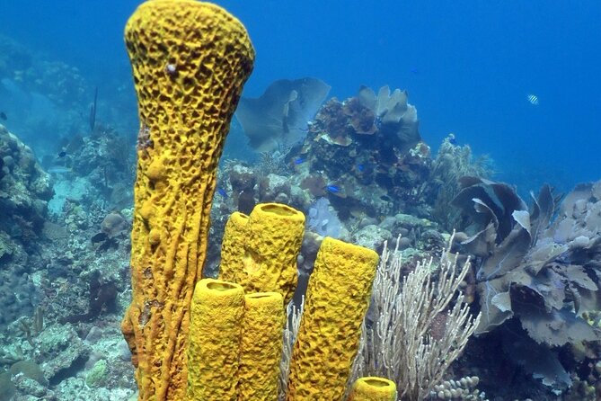 Fantastic Catalina island, beach and depth - What to bring and how to plan the day
