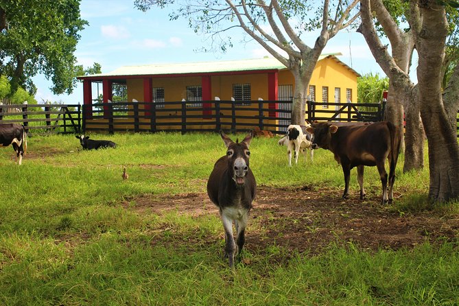 Flintstones Buggy Adventure from Punta Cana - Guides who keep the convoy moving