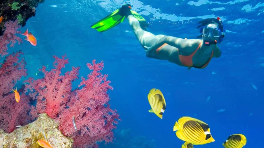 From Punta Cana: Catalina Island Swim, Sail & Snorkel - Snorkeling at the Caribbean Sea Coral Reef Wall