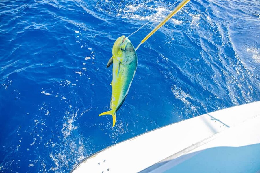 From Punta Cana: Deep Sea Fishing Tour by Boat with Drinks - The fishing itself: big targets, uncertain results