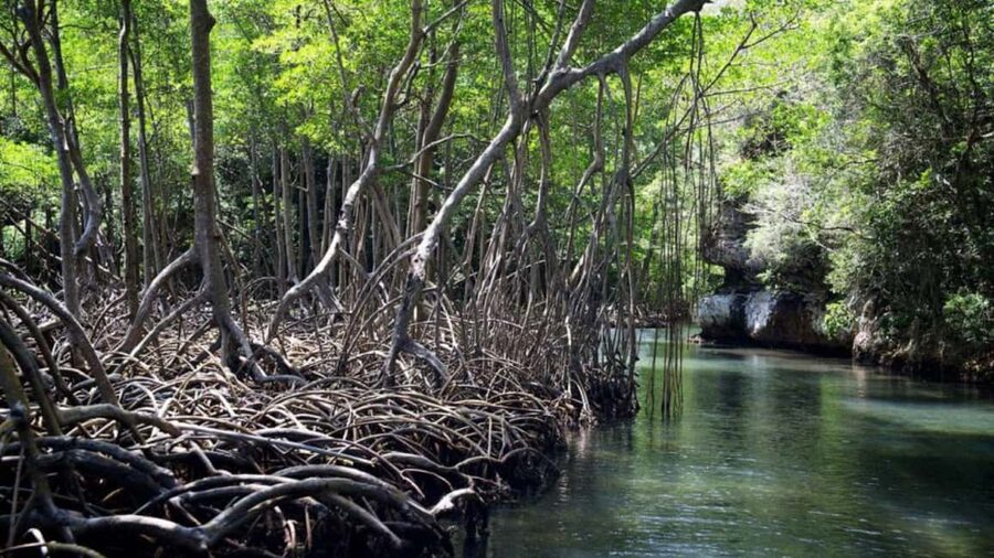 From Punta Cana: Los Haitises Guided Day Tour - Practical advice for a smoother day