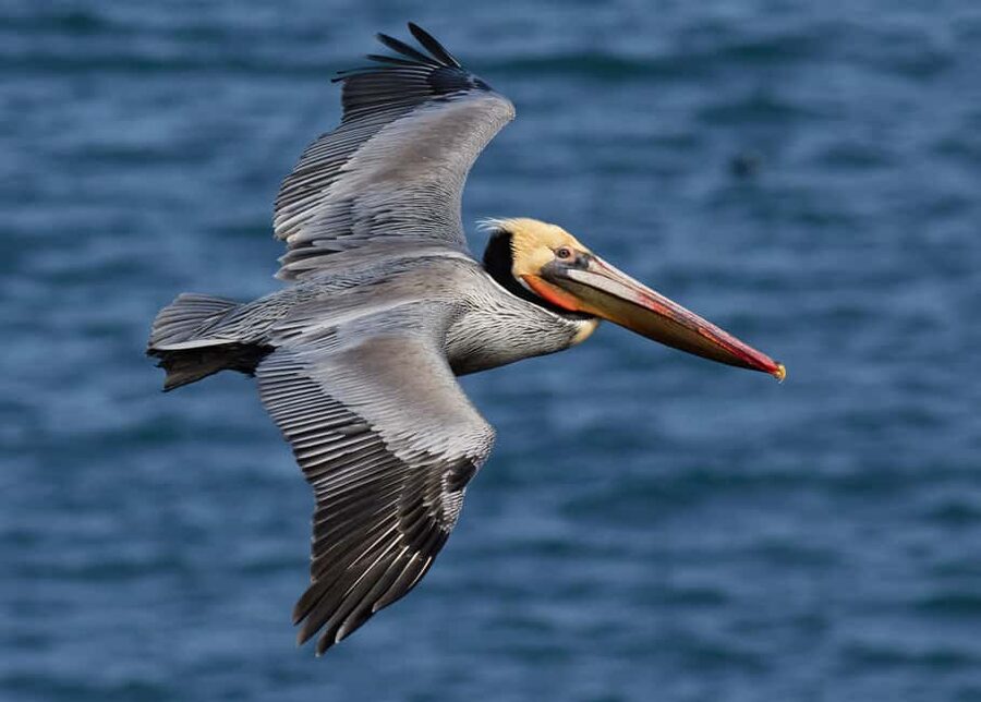 From Punta Cana: Los Haitises Guided Day Tour - Cruising the Caño Hondo River