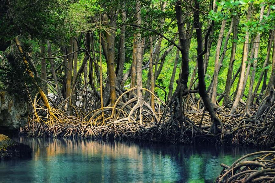 From Punta Cana: Los Haitises Trip with Montaña Redonda Tour - A morning on the Caño Hondo River