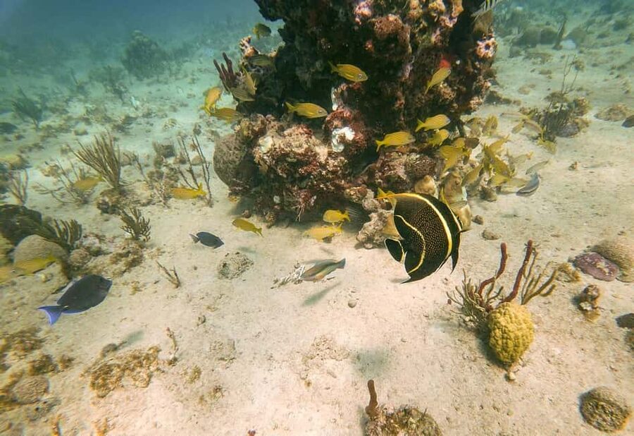 From Punta Cana or Bayahibe: Catalina Island with Snorkeling - What the mixed ratings tell you about value