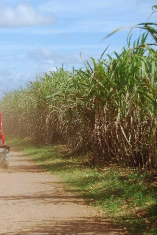From Punta Cana or La Romana: Sugarcane Fields Buggy or Quad - Cooling Off in the Chavón River