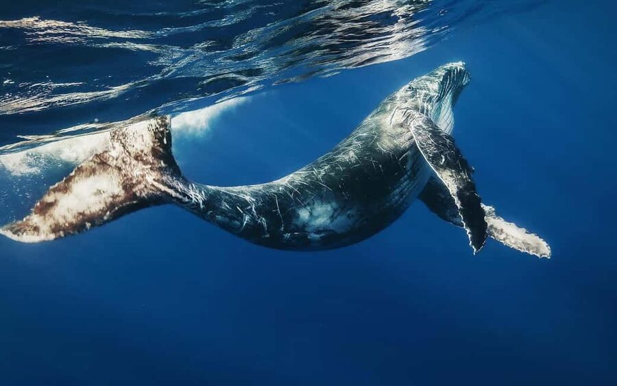 From Punta Cana: Samana Bay Private Whale Watching Cruise - The Punta Cana pickup and long morning drive