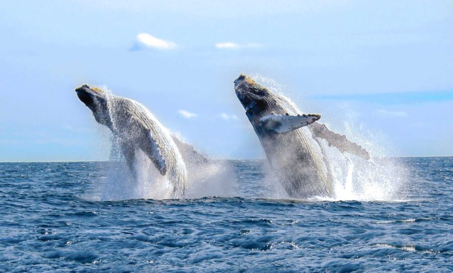 From Punta Cana: Samana Bay Whale-Watching Cruise with Lunch - Should you book the Samana Bay cruise?