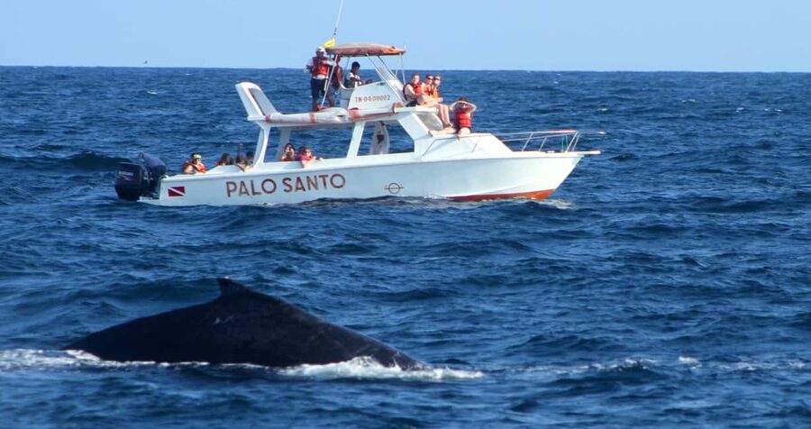 From Punta Cana: Samana Bay Whale-Watching Cruise with Lunch - Samana Bay is the reason to make the long trip