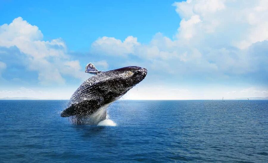 From Punta Cana: Samana Bay Whale-Watching Cruise with Lunch - Cayo Levantado gives the day a second purpose