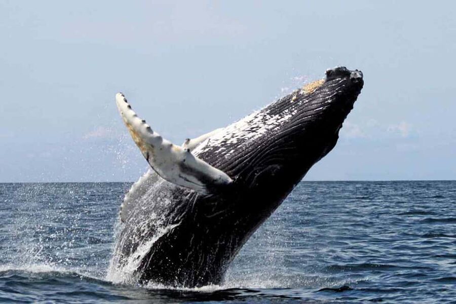 From Punta Cana: Samana Bay Whale-Watching Cruise with Lunch - What the $140 price buys you