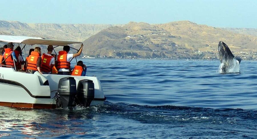 From Punta Cana: Samana Bay Whale-Watching Cruise with Lunch - Who will enjoy this most