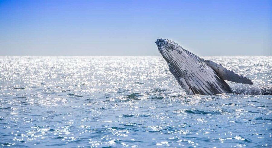 From Punta Cana: Samana Bay Whale-Watching Cruise with Lunch - Practical ways to improve your day
