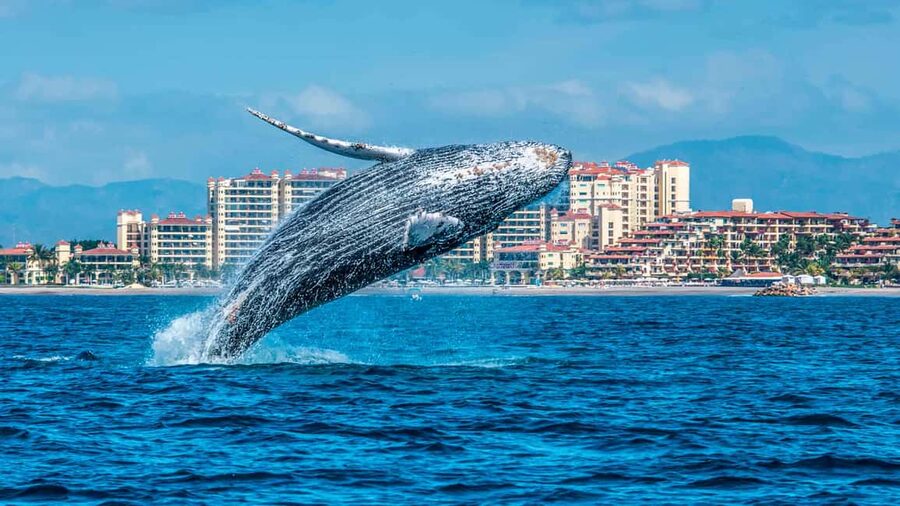 From Punta Cana: Samana Bay Whale-Watching Cruise with Lunch - What the whale-watching portion is really like