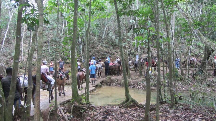 From Punta Cana: Samaná, Cayo Levantado & El Limón Waterfall - Language, timing, and pickup details that matter