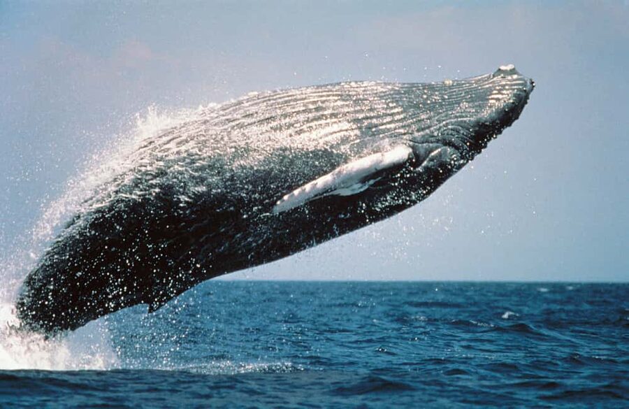From Punta Cana: Sanctuary Whale Watching Day Trip - Key points before you book