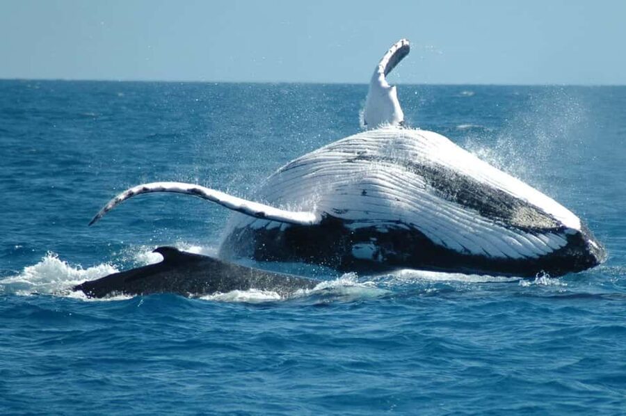 From Punta Cana: Sanctuary Whale Watching Day Trip - The road from Punta Cana to Miches