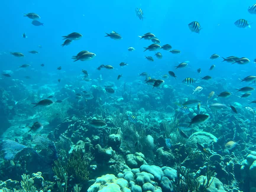 From Punta Cana: Small Group Catalina Island Snorkeling Tour - Key details to know before booking