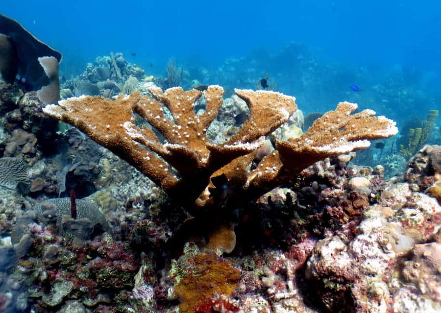 From Punta Cana: Small Group Catalina Island Snorkeling Tour - Two hours or more to enjoy Catalina Beach
