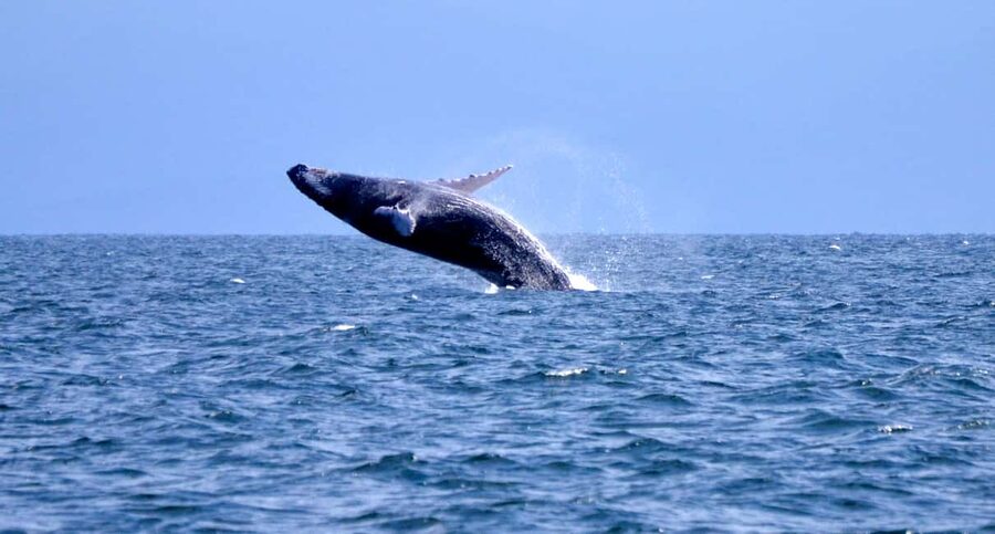 From Punta Cana: Whale Watching and Montana Redonda Tour - Who should book this excursion?