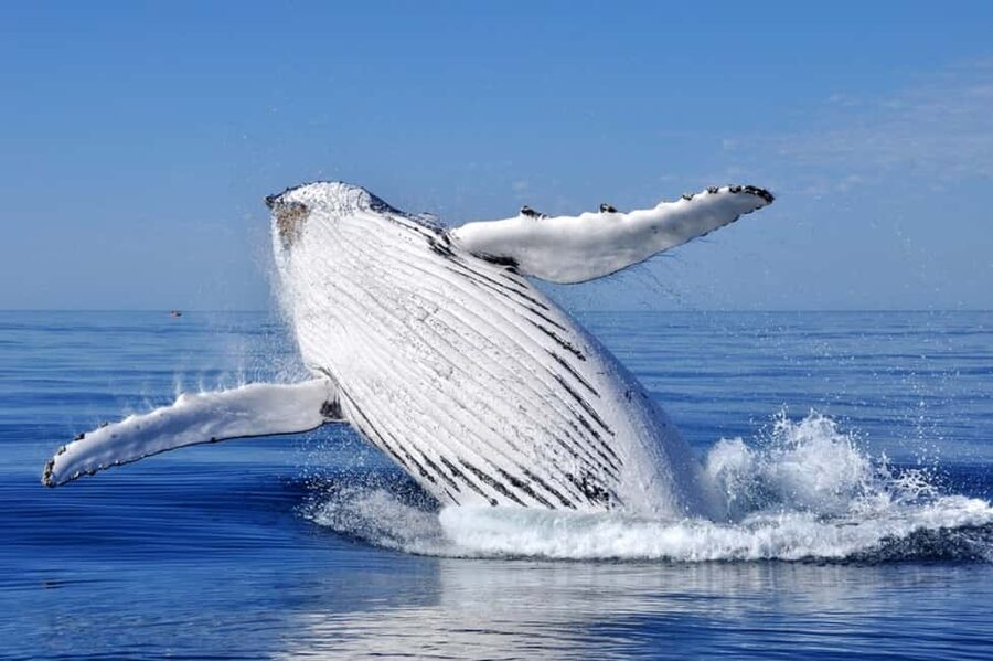 From Punta Cana: Whale Watching and Montana Redonda Tour - The early road to Miches