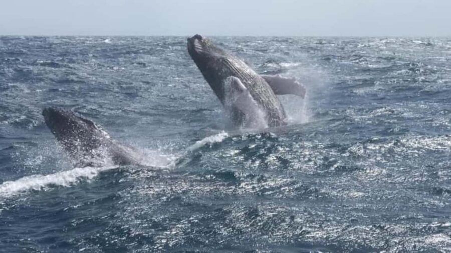 From Punta Cana: Whale Watching and Montana Redonda Tour - From Miches to Montaña Redonda
