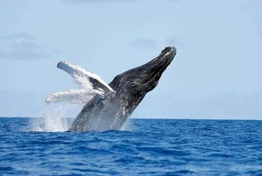 From Punta Cana: Whale Watching and Montana Redonda Tour - Lunch above the Atlantic coast