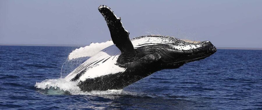 From Punta Cana: Whale Watching and Montana Redonda Tour - The return through rural Dominican Republic