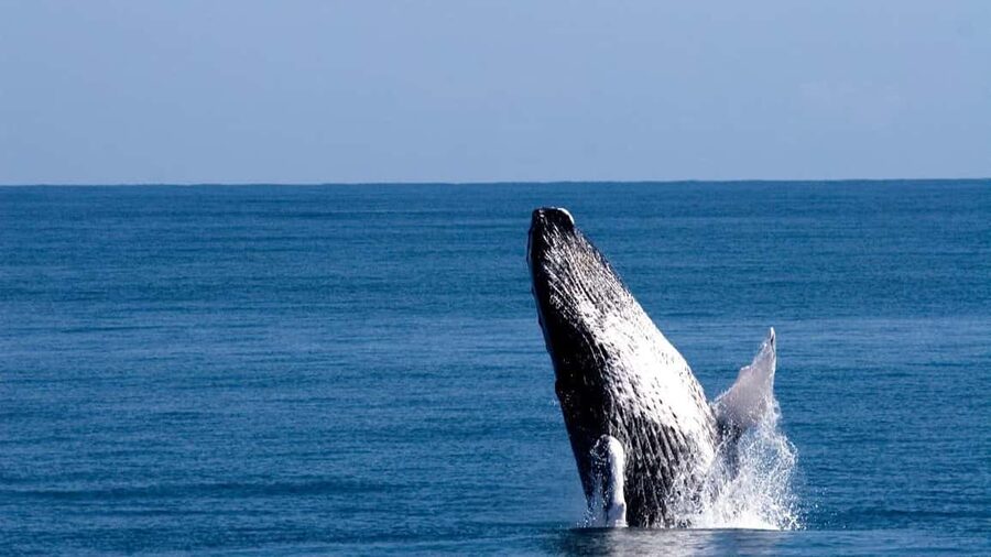 From Punta Canta: Whale Watching Cruise with Cayo Levantado - The long road from Punta Cana to Las Cañitas