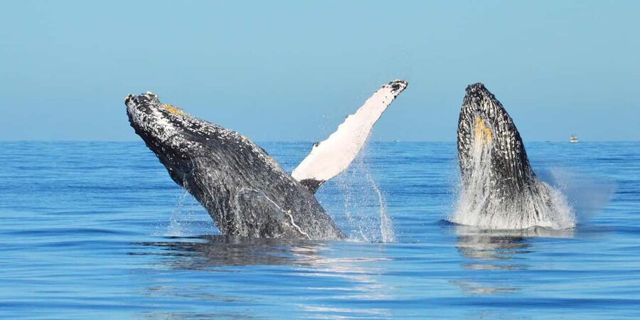 From Punta Canta: Whale Watching Cruise with Cayo Levantado - Watching humpback whales in Samaná Bay