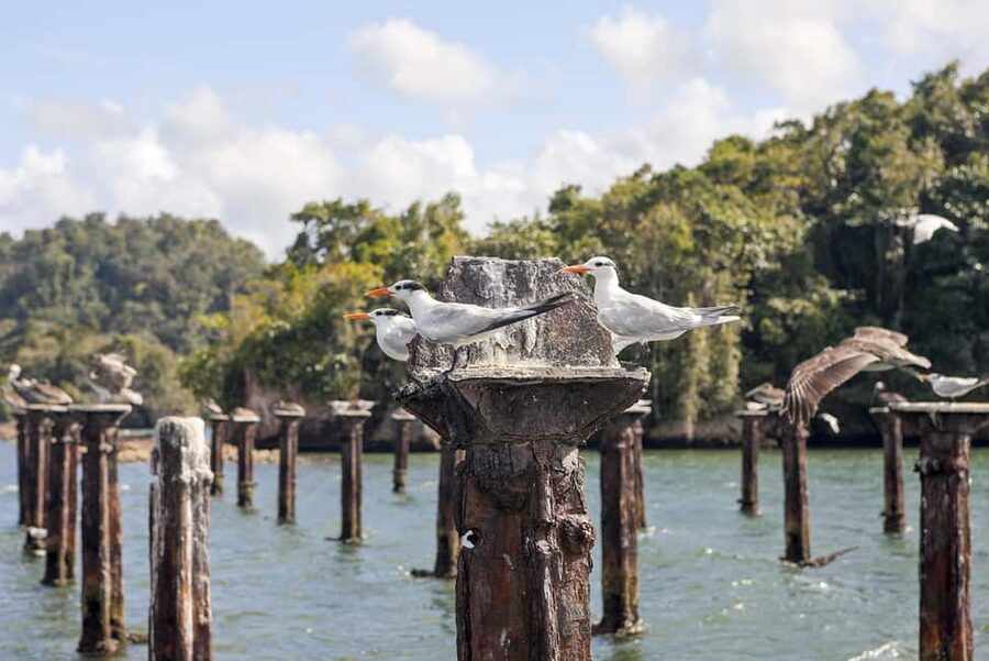 From Samana: Los Haitises Boat and Walking Tour with Lunch - Key points at a glance