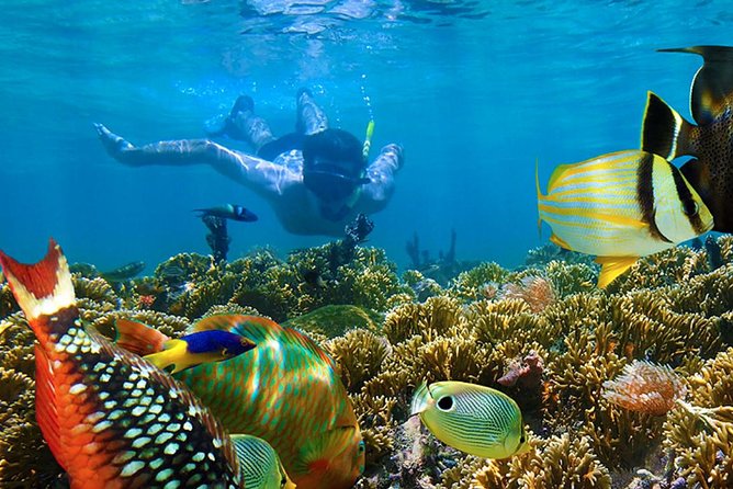 Full-Day Adventure: 4x4 Experience, Snorkeling Cruise, Sharks & Rays - Snorkeling in open water